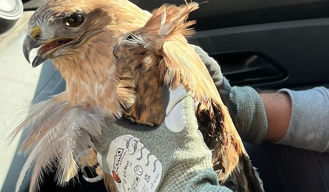 Kırşehir'de yaralı bulunan kızıl şahin tedavi altına alındı