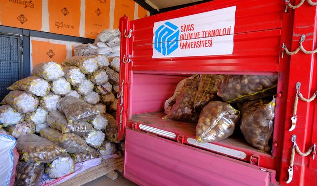 Sivas'ta 11 patates türünün yörenin iklimi ve toprağına uyumu araştırılıyor