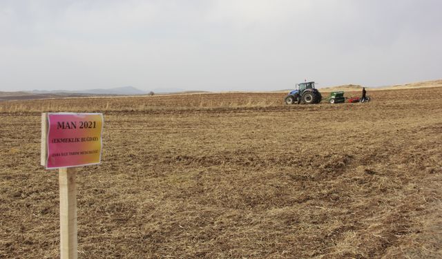 Sivas'ta geliştirilen buğday tohumları toprakla buluşturuldu