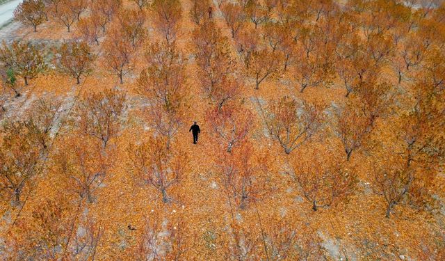 Yozgat'ta zirai dondan etkilenen 5 bin dönümlük bahçenin zararı TARSİM tarafından karşılandı