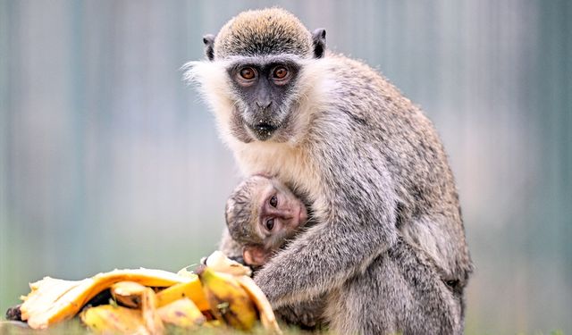 '14 Aralık Dünya Maymun Günü' Kayseri Hayvanat Bahçesi'nde muz partisiyle kutlandı