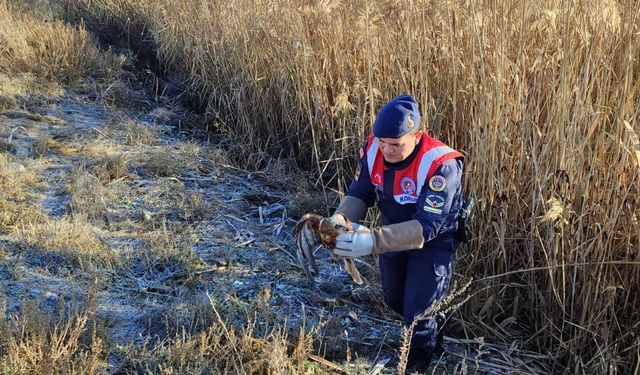 Karaman'da yaralı bulunan kızıl şahin tedavi altına alındı
