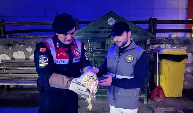 Karaman'da yaralı bulunan paçalı şahin tedavi altına alındı