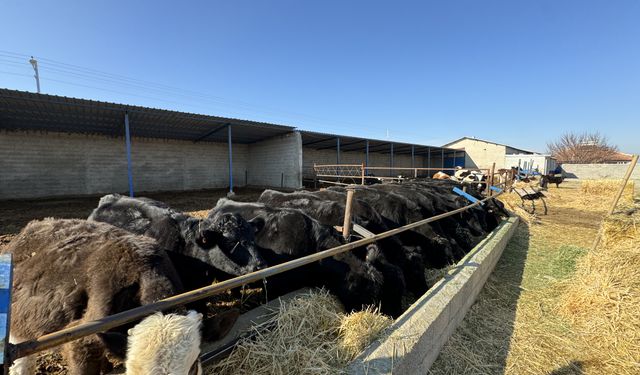 Karaman'da yaşayan genç kadın devlet desteğiyle hayvancılığa başladı