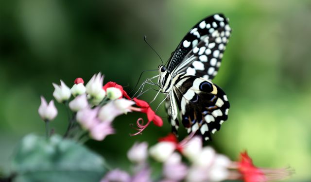 Şebiarus ziyaretçileri kelebeklerin tropikal dünyasını da keşfedecek