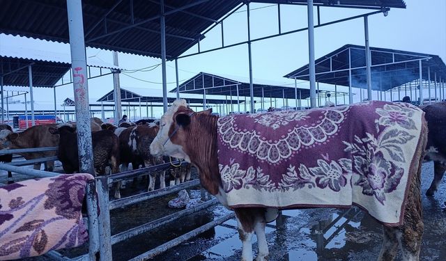 Sivas'ta besiciler pazara getirdikleri hayvanlarını battaniyelerle soğuktan koruyor