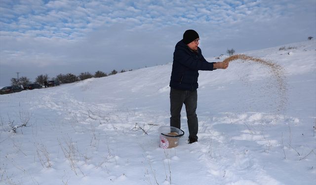 Sivas'ta yaban hayvanları için doğaya yem bırakıldı