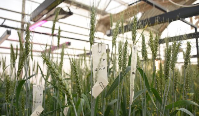 Üniversitede buğday kök açılarını ölçen cihaz geliştirildi