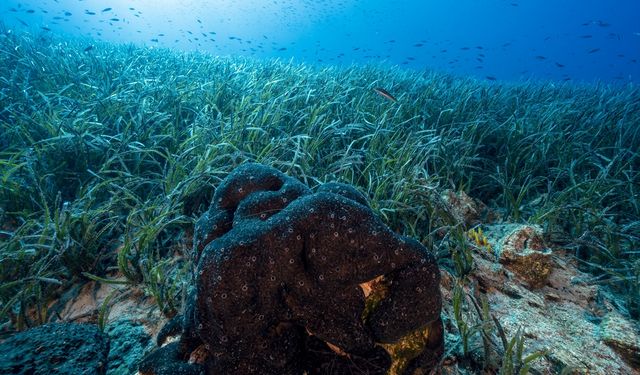 Akdeniz Koruma Derneği izleme temelli çalışmalarını 2026'ya taşıyacak