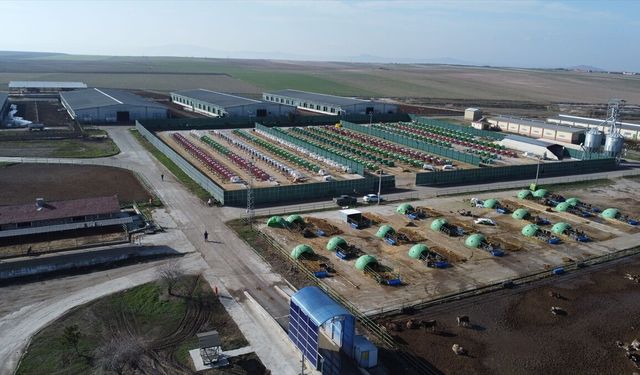 Anadolu Tarım İşletmesi, damızlık sığır yetiştiriciliğiyle de hayvancılığa katkı sunuyor