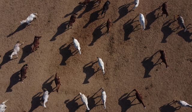 Anadolu Tarım İşletmesi'nde yetiştirilen taylardan 120'sinin bu yıl satılması planlanıyor