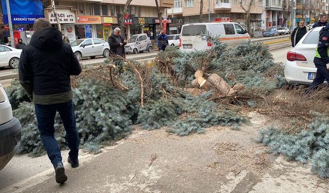 Eskişehir'de kuvvetli rüzgar nedeniyle bazı ağaçlar devrildi