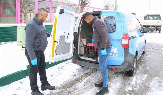 Sevimli Dost Ambulansı 2025'te 4 bin 300 sokak hayvanının tedavisinde kullanıldı