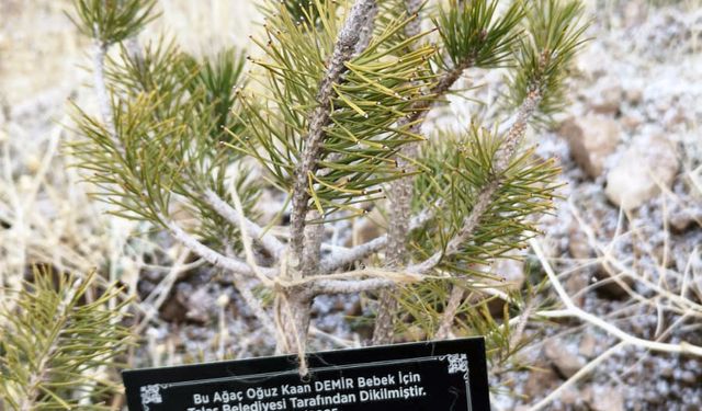 Talas'ta geçen yıl doğan bebekler adına 335 fidan toprakla buluşturuldu
