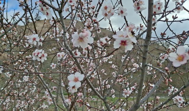 Beypazarı'nda badem ağaçları vaktinden önce çiçek açtı