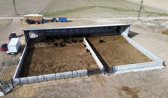 Genç girişimci devletten aldığı destekle besi çiftliği kurdu