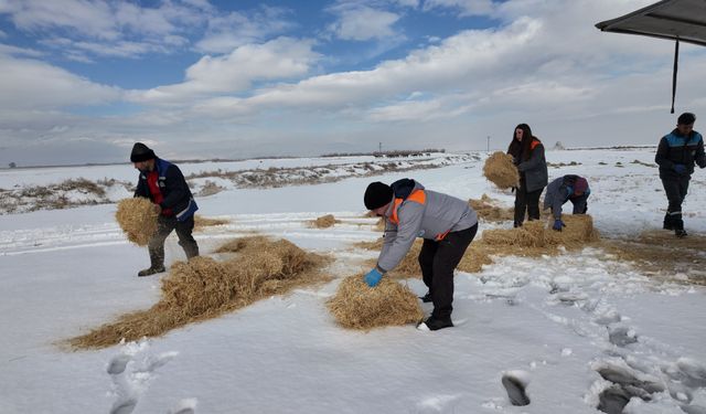 Kayseri'de yılkı atları ve sokak hayvanları için doğaya yem ve mama bırakıldı