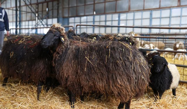 Nesli tükenme tehlikesi altındaki koyun ırkı Konya'daki enstitüde korunuyor