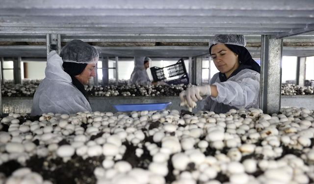 Nevşehir'de girişimci devlet desteğiyle kurduğu tesiste günde 2 ton mantar üretiyor