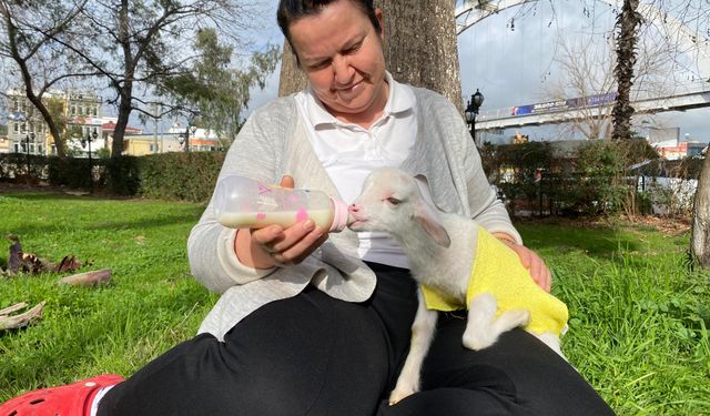 Yanından ayırmadığı kuzusunu parkta da misafirliğe de götürüyor