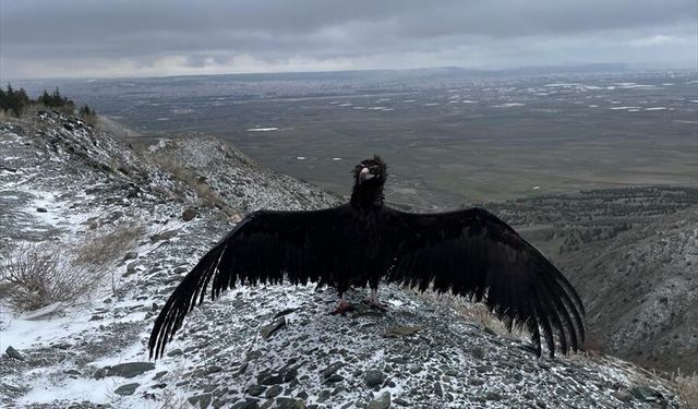 Eskişehir'de yaralı 3 şahin ve 1 kara akbaba tedavi edildi