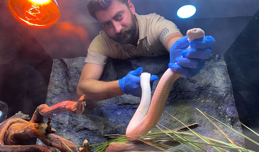 Eskişehir Hayvanat Bahçesi'nin albino sakinleri özel bakımla korunuyor