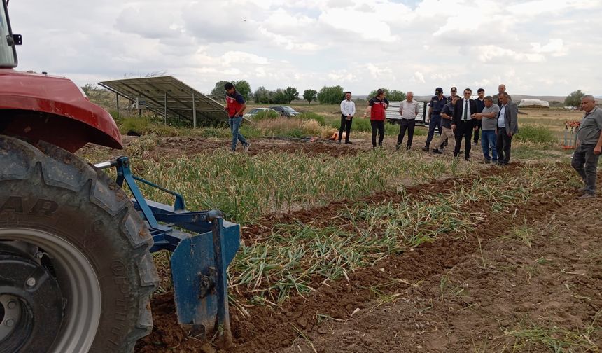 Gülşehir'de sarımsak hasadı başladı