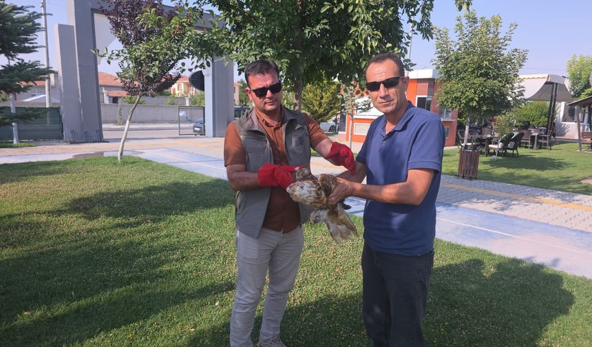 Aksaray'da yaralı kızıl şahin tedaviye alındı