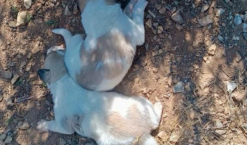 Kırşehir İl Özel İdaresi ekipleri, menfeze sıkışan köpekleri kurtardı