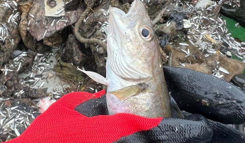 Karadeniz'de 6 ticari balık türünde mikroplastik miktarı araştırıldı