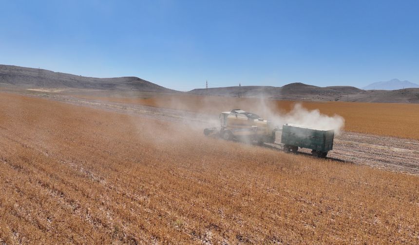 Türkiye'de aspir üretiminde ilk sırada yer alan Kayseri'de hasat mesaisi başladı