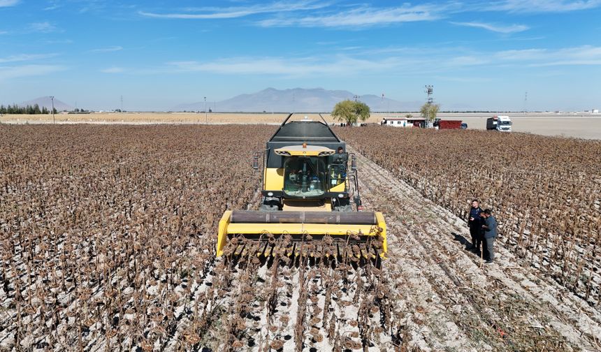 Karaman'da hükümlülerin cezaevinde ürettiği çerezlik ayçiçeği hasat edildi