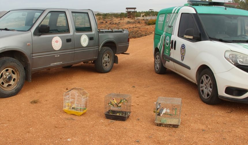 Kırşehir'de bir depoda koruma altındaki 66 kuş ele geçirildi