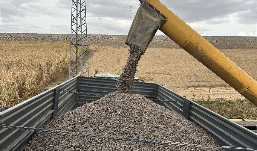 Konya Ovası'nda çerezlik ayçiçeği üretimi artıyor