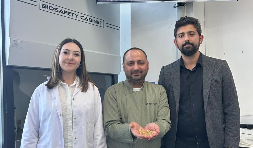 Sivas'ta yetiştirilen zeron buğdayından organik bulgur üretildi