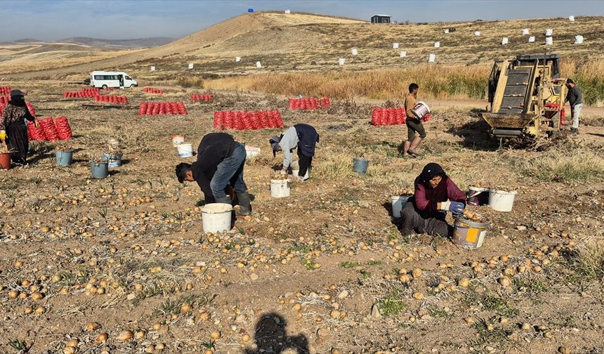 Bahşılı ilçesinde soğan hasadı yapıldı