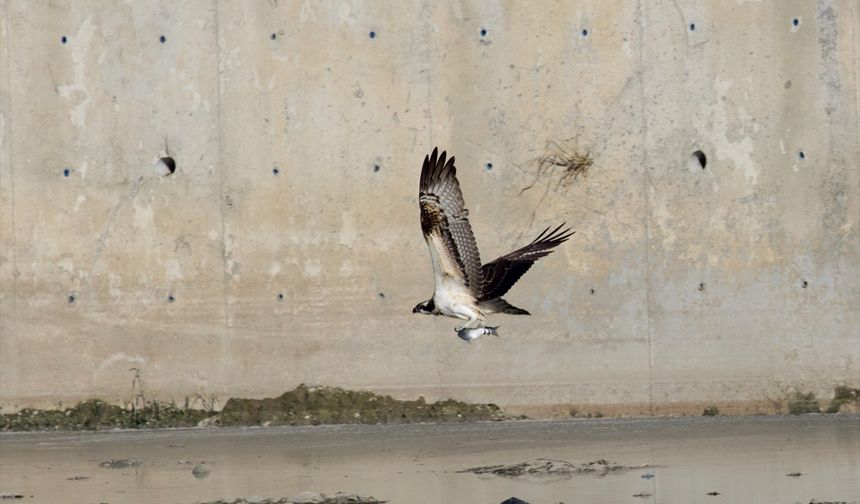 Kastamonu'da Ezine Çayı'nda avlanan balık kartalları görüntülendi