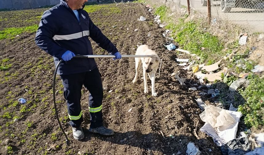 Adana'da sahipsiz köpekler ekipler tarafından toplanıyor