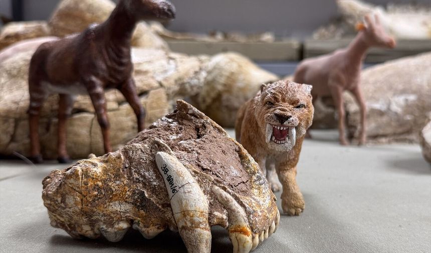 Kayseri'de bulunan dev hayvan fosillerinin minyatürleri yapılıyor
