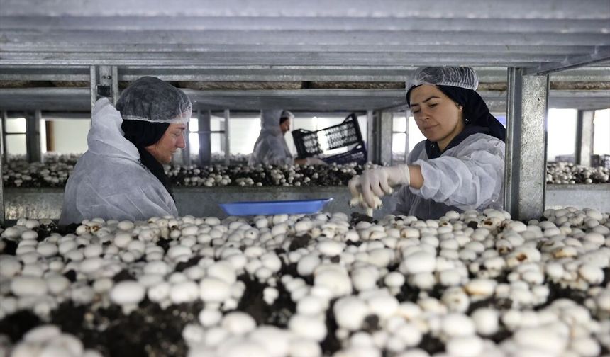 Nevşehir'de girişimci devlet desteğiyle kurduğu tesiste günde 2 ton mantar üretiyor